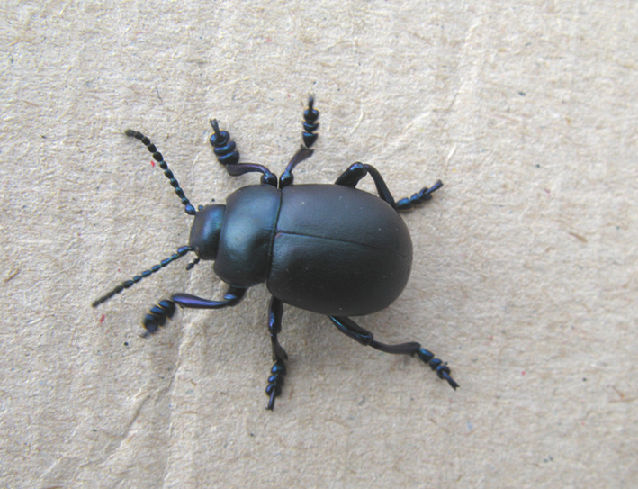 coleottero da identificare: Timarcha nicaeensis